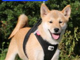 Magnifiques chiots Shiba Inu LOF