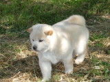 1 chiot femelle Shiba Inu Blanc LOF à vendre