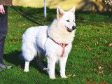 Chien Berger Blanc Suisse disponible à la vente