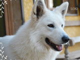 Chien Berger Blanc Suisse disponible à la vente