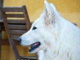 Chien Berger Blanc Suisse disponible à la vente