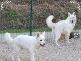Chien Berger Blanc Suisse disponible à la vente