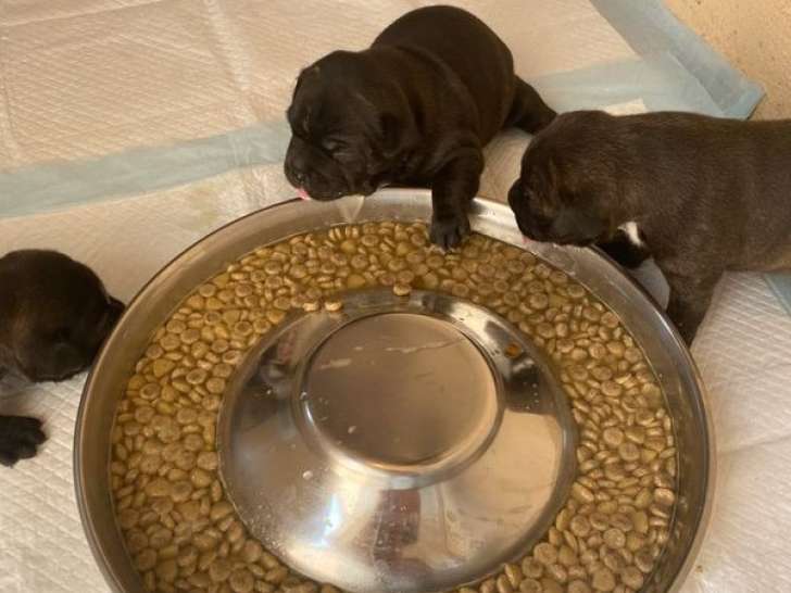 3 chiots Staffordshire Bull Terriers LOF, à réserver