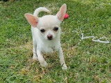 Chiot Chihuahua mâle LOF, à vendre