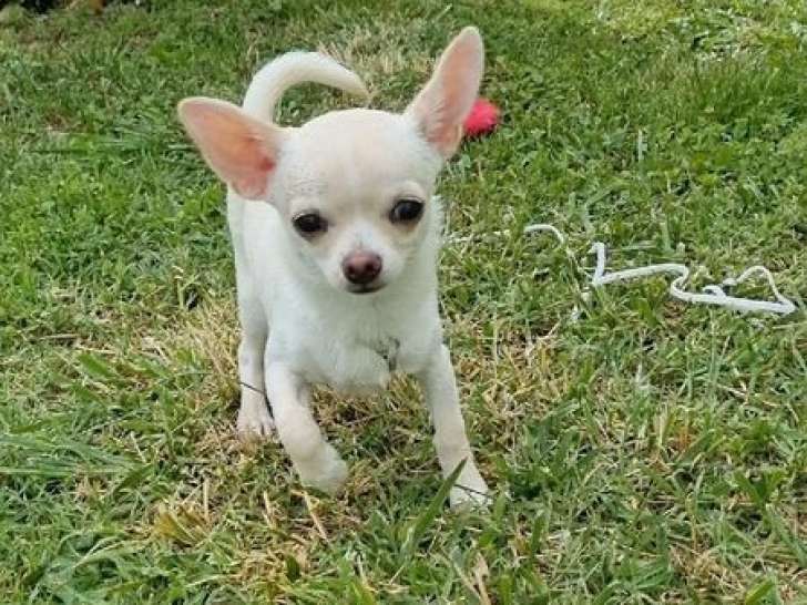 Chiot Chihuahua mâle LOF, à vendre