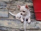 Chiot Chihuahua mâle LOF, à vendre