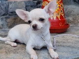 Chiot Chihuahua mâle LOF, à vendre
