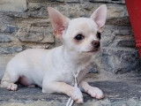 Chiot Chihuahua mâle LOF, à vendre