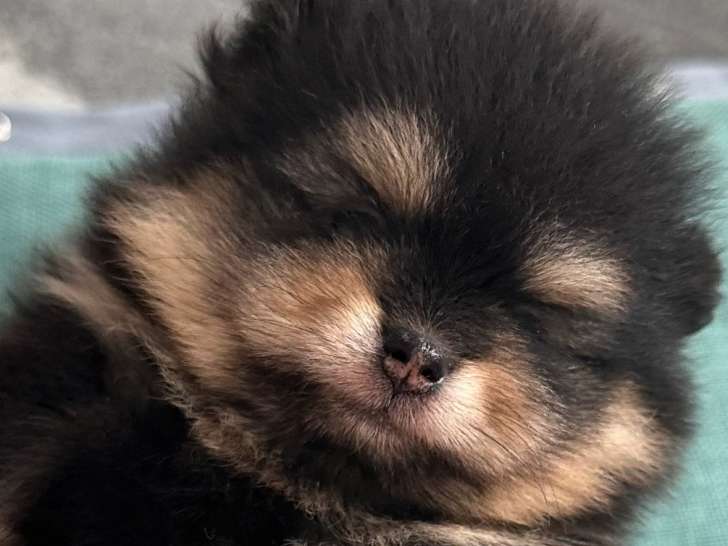 Chiots Spitz Nain à vendre
