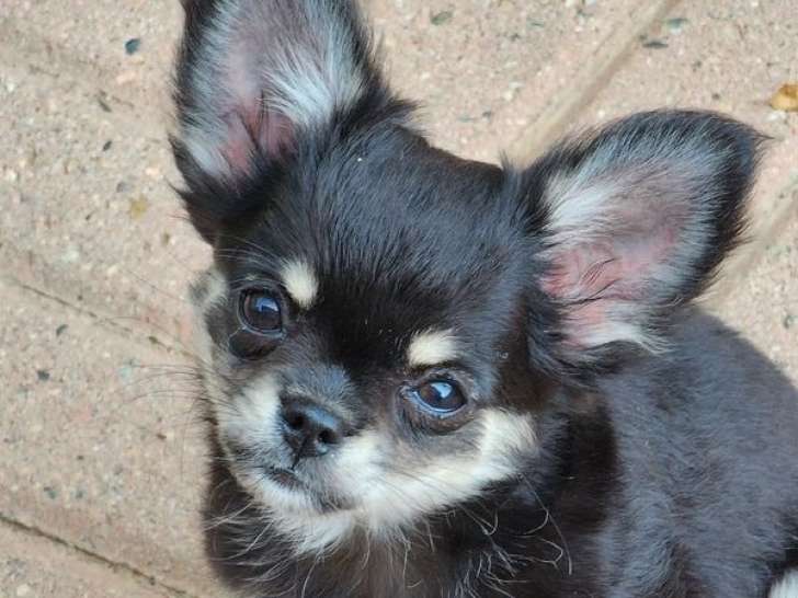1 chiot femelle Chihuahua LOF à vendre
