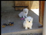 À réserver, 5 chiots Bichons Frisés LOF