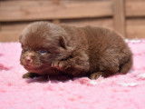Un chiot femelle Spitz Allemand LOF à réserver