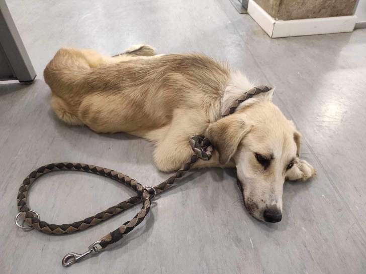 Chiot mâle à adopter
