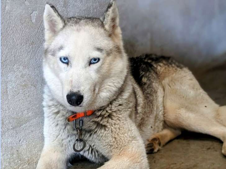 PHILEA - Chienne Husky de Sibérie