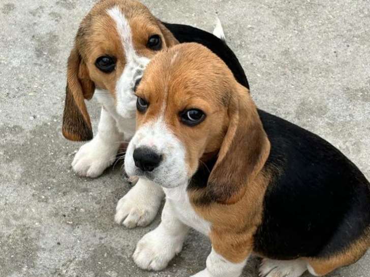 Mise à la vente de 6 chiots Beagles LOF