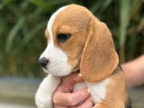 Mise à la vente de 6 chiots Beagles LOF