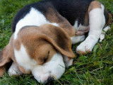 Mise à la vente de 6 chiots Beagles LOF
