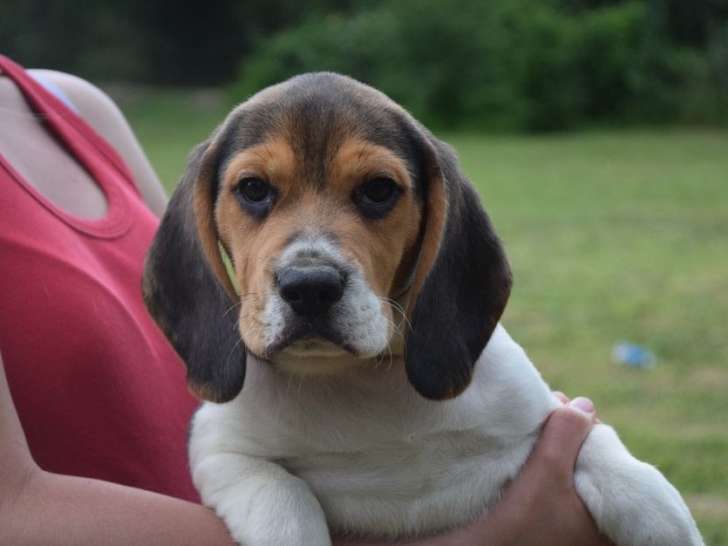 À acheter 2 chiots Beagles LOF au pelage tricolore