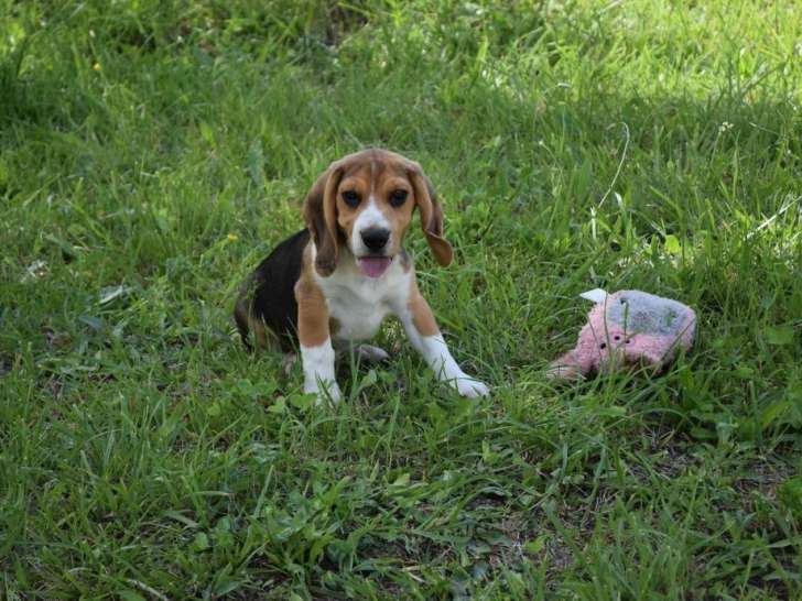 Chiot mâle Beagle LOF tricolore disponible