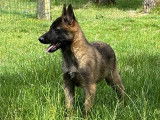3 chiots femelles Bergers Belges Malinois LOF &agrave; acheter