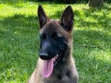 3 chiots femelles Bergers Belges Malinois LOF &agrave; acheter