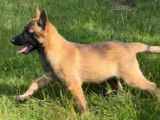 3 chiots femelles Bergers Belges Malinois LOF &agrave; acheter