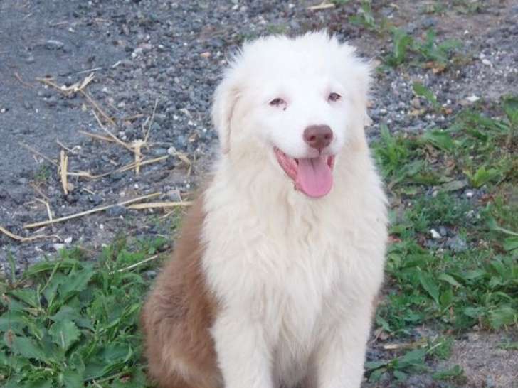 À vendre 3 chiots Bergers Australiens LOF