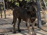 Chienne adulte Cane Corso LOF à acheter