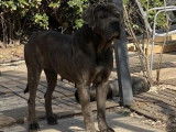 Chienne adulte Cane Corso LOF à acheter