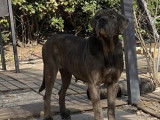 Chienne adulte Cane Corso LOF à acheter