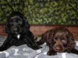 5 chiots Cockers Spaniel Anglais LOF disponibles à la vente