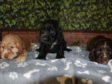 5 chiots Cockers Spaniel Anglais LOF disponibles à la vente