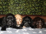 5 chiots Cockers Spaniel Anglais LOF disponibles à la vente