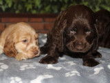 5 chiots Cockers Spaniel Anglais LOF disponibles à la vente