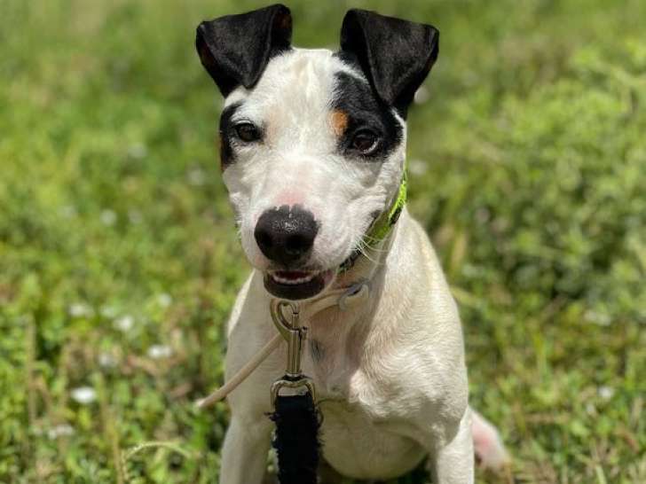 Chien Bodeguero de 4 ans à donner