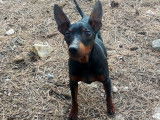 Chien Pinscher Nain de 2 ans à adopter