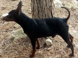 Chien Pinscher Nain de 2 ans à adopter