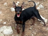 Chien Pinscher Nain de 2 ans à adopter