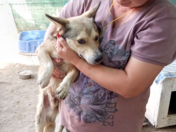 Chien de 9 ans à donner