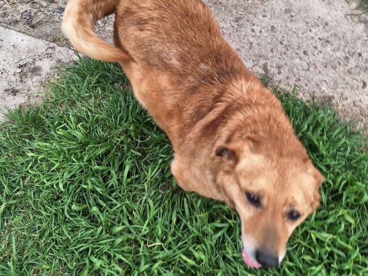 Chien de 6 ans à donner