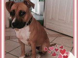 Chienne de 2 ans à donner