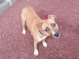 Chienne de 2 ans à donner