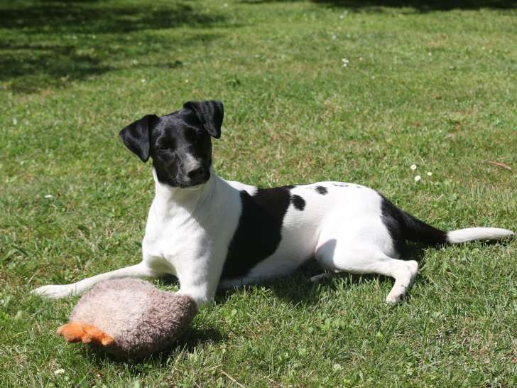 Chienne d'un an à donner