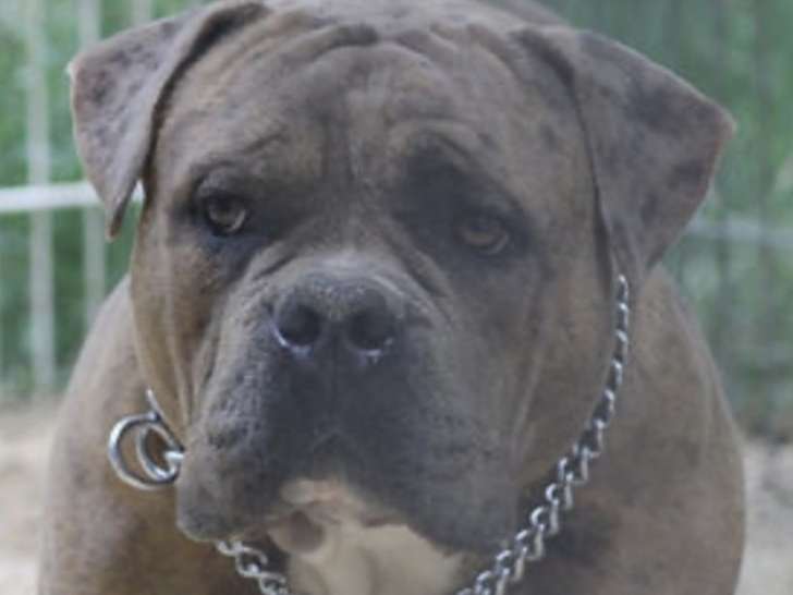 Chien American Bully de 2 ans à donner