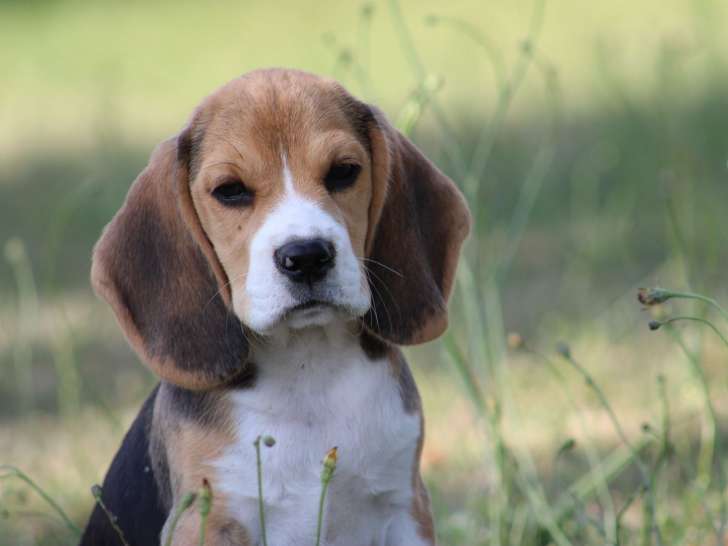 Chiots Beagle LOF issus de lignées sélectionnées à vendre
