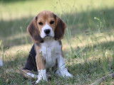 Chiots Beagle LOF issus de lignées sélectionnées à vendre