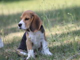 Chiots Beagle LOF issus de lignées sélectionnées à vendre
