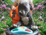 Chiot femelle Staffie LOF bicolore à vendre