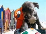 Chiot femelle Staffie LOF bicolore à vendre