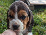 7 chiots Beagles LOF à réserver
